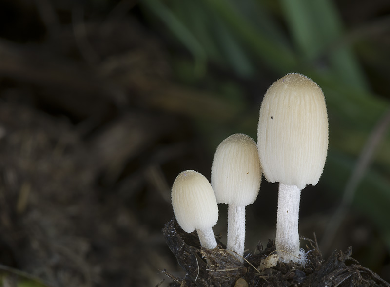 Coprinellus pellucidus